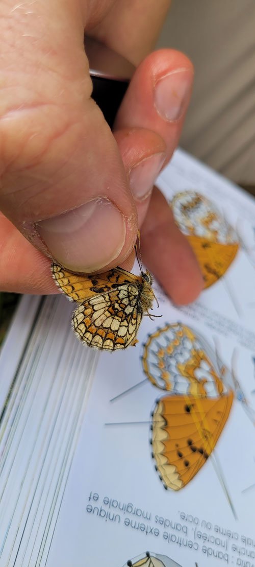 Melitaea parthenoides