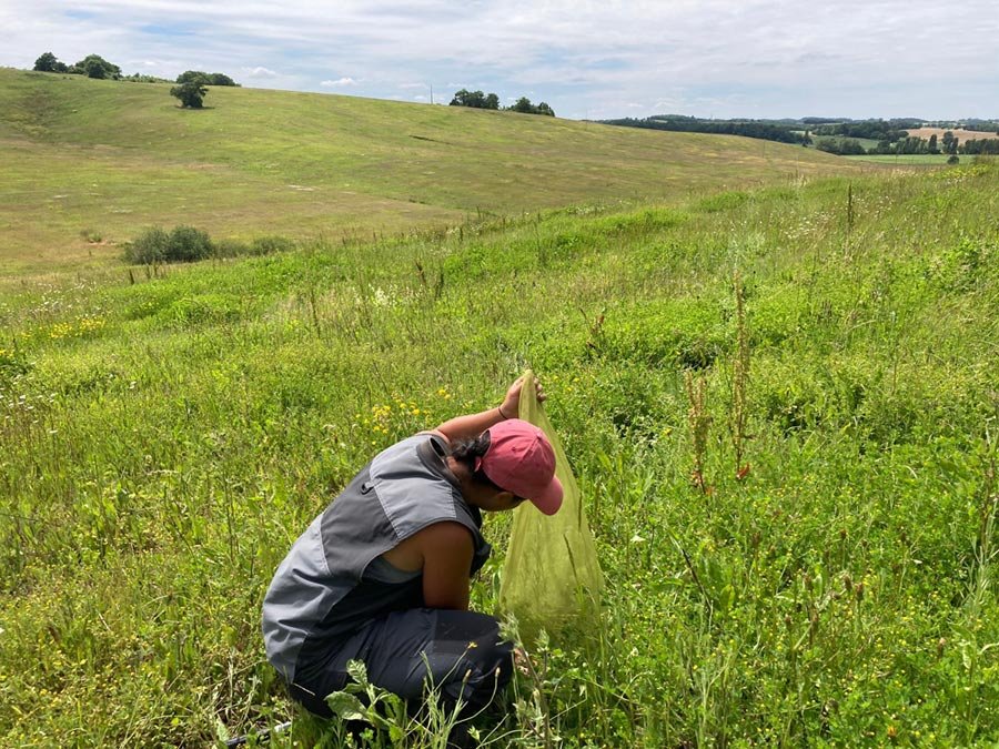 Pollinator survey